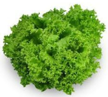 GREEN CORAL LETTUCE LOCAL